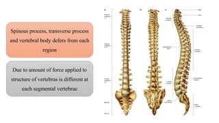 Spinous Process Variations Biomechanics of spine.pptx.dr.shweta soni. | PPTX