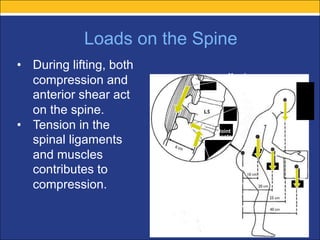 biomechanics of spine orthopaedic teaching .pdf