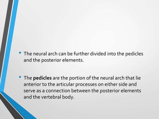 • The neural arch can be further divided into the pedicles
and the posterior elements.
• The pedicles are the portion of the neural arch that lie
anterior to the articular processes on either side and
serve as a connection between the posterior elements
and the vertebral body.
 