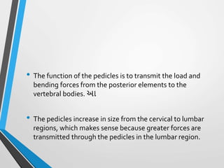 • The function of the pedicles is to transmit the load and
bending forces from the posterior elements to the
vertebral bodies. આ
• The pedicles increase in size from the cervical to lumbar
regions, which makes sense because greater forces are
transmitted through the pedicles in the lumbar region.
 