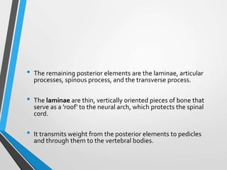 • The remaining posterior elements are the laminae, articular
processes, spinous process, and the transverse process.
• The laminae are thin, vertically oriented pieces of bone that
serve as a 'roof' to the neural arch, which protects the spinal
cord.
• It transmits weight from the posterior elements to pedicles
and through them to the vertebral bodies.
 