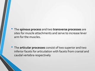 • The spinous process and two transverse processes are
sites for muscle attachments and serve to increase lever
arm for the muscles.
• The articular processes consist of two superior and two
inferior facets for articulation with facets from cranial and
caudal vertebra respectively
 