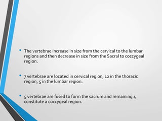 • The vertebrae increase in size from the cervical to the lumbar
regions and then decrease in size from the Sacral to coccygeal
region.
• 7 vertebrae are located in cervical region, 12 in the thoracic
region, 5 in the lumbar region.
• 5 vertebrae are fused to form the sacrum and remaining 4
constitute a coccygeal region.
 