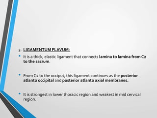 3. LIGAMENTUM FLAVUM-
• It is a thick, elastic ligament that connects lamina to lamina from C2
to the sacrum.
• From C2 to the occiput, this ligament continues as the posterior
atlanto occipital and posterior atlanto axial membranes.
• It is strongest in lower thoracic region and weakest in mid cervical
region.
 