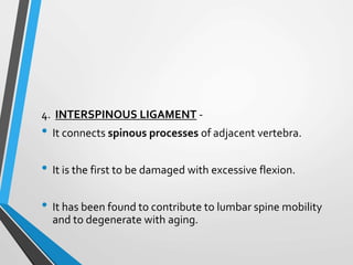 4. INTERSPINOUS LIGAMENT -
• It connects spinous processes of adjacent vertebra.
• It is the first to be damaged with excessive flexion.
• It has been found to contribute to lumbar spine mobility
and to degenerate with aging.
 