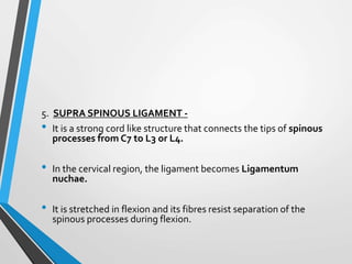 5. SUPRA SPINOUS LIGAMENT -
• It is a strong cord like structure that connects the tips of spinous
processes from C7 to L3 or L4.
• In the cervical region, the ligament becomes Ligamentum
nuchae.
• It is stretched in flexion and its fibres resist separation of the
spinous processes during flexion.
 