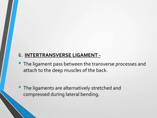6. INTERTRANSVERSE LIGAMENT -
• The ligament pass between the transverse processes and
attach to the deep muscles of the back.
• The ligaments are alternatively stretched and
compressed during lateral bending.
 