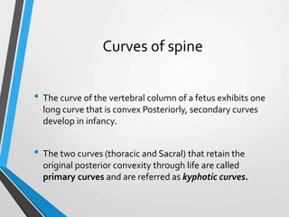Curves of spine
• The curve of the vertebral column of a fetus exhibits one
long curve that is convex Posteriorly, secondary curves
develop in infancy.
• The two curves (thoracic and Sacral) that retain the
original posterior convexity through life are called
primary curves and are referred as kyphotic curves.
 