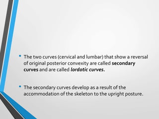 • The two curves (cervical and lumbar) that show a reversal
of original posterior convexity are called secondary
curves and are called lordotic curves.
• The secondary curves develop as a result of the
accommodation of the skeleton to the upright posture.
 