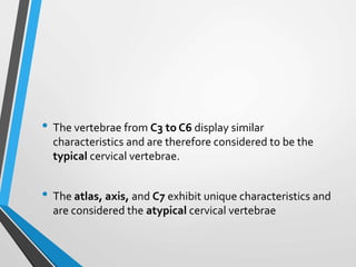 • The vertebrae from C3 to C6 display similar
characteristics and are therefore considered to be the
typical cervical vertebrae.
• The atlas, axis, and C7 exhibit unique characteristics and
are considered the atypical cervical vertebrae
 
