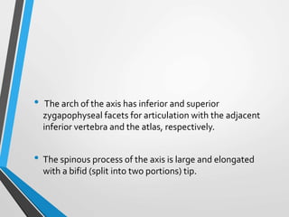 • The arch of the axis has inferior and superior
zygapophyseal facets for articulation with the adjacent
inferior vertebra and the atlas, respectively.
• The spinous process of the axis is large and elongated
with a bifid (split into two portions) tip.
 