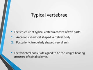Typical vertebrae
• The structure of typical vertebra consist of two parts -
1. Anterior, cylindrical shaped vertebral body
2. Posteriorly, irregularly shaped neural arch
• The vertebral body is designed to be the weight bearing
structure of spinal column.
 
