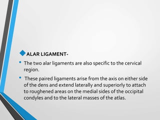 ALAR LIGAMENT-
• The two alar ligaments are also specific to the cervical
region.
• These paired ligaments arise from the axis on either side
of the dens and extend laterally and superiorly to attach
to roughened areas on the medial sides of the occipital
condyles and to the lateral masses of the atlas.
 