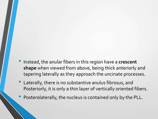 • Instead, the anular fibers in this region have a crescent
shape when viewed from above, being thick anteriorly and
tapering laterally as they approach the uncinate processes.
• Laterally, there is no substantive anulus fibrosus, and
Posteriorly, it is only a thin layer of vertically oriented fibers.
• Posterolaterally, the nucleus is contained only by the PLL.
 