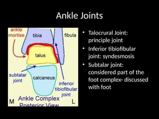 Talocrural Inversion notes on BIOMECHANICS OF THE ANKLE AND FOOT.pptx