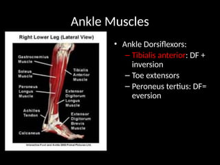 notes on BIOMECHANICS OF THE ANKLE AND FOOT.pptx