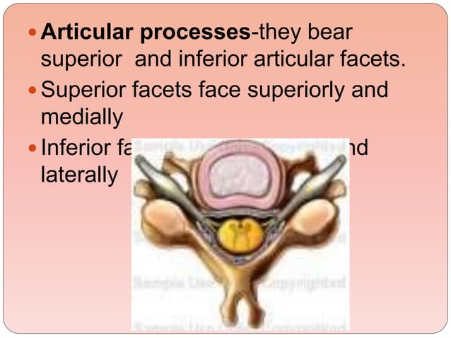 biomechanics-of-the-cervical-spine-ppt-3