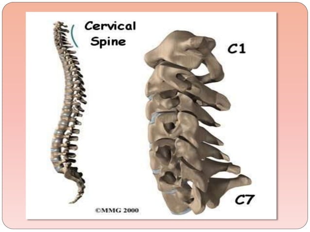 biomechanics-of-the-cervical-spine-ppt-3
