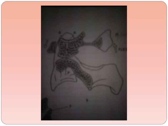 Biomechanics Of The Cervical Spine Ppt 3 