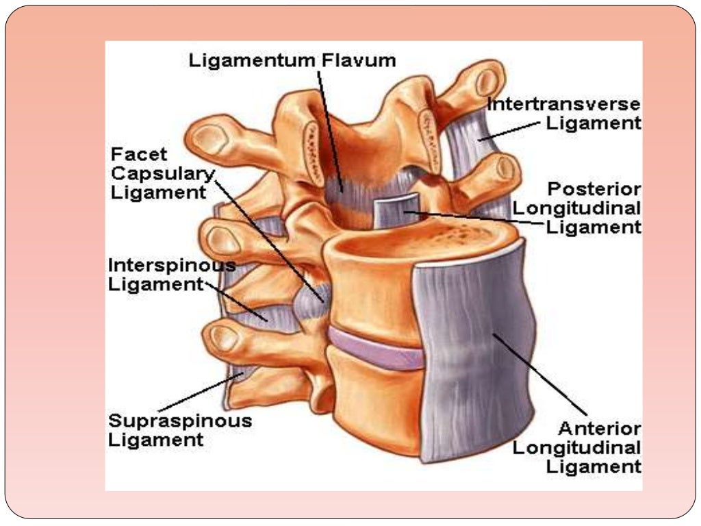 biomechanics-of-the-cervical-spine-ppt-3