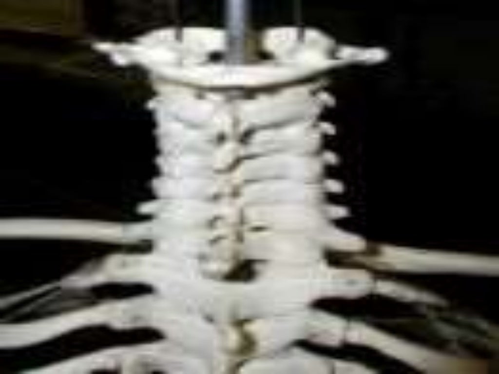 Biomechanics Of The Cervical Spine Ppt 3 