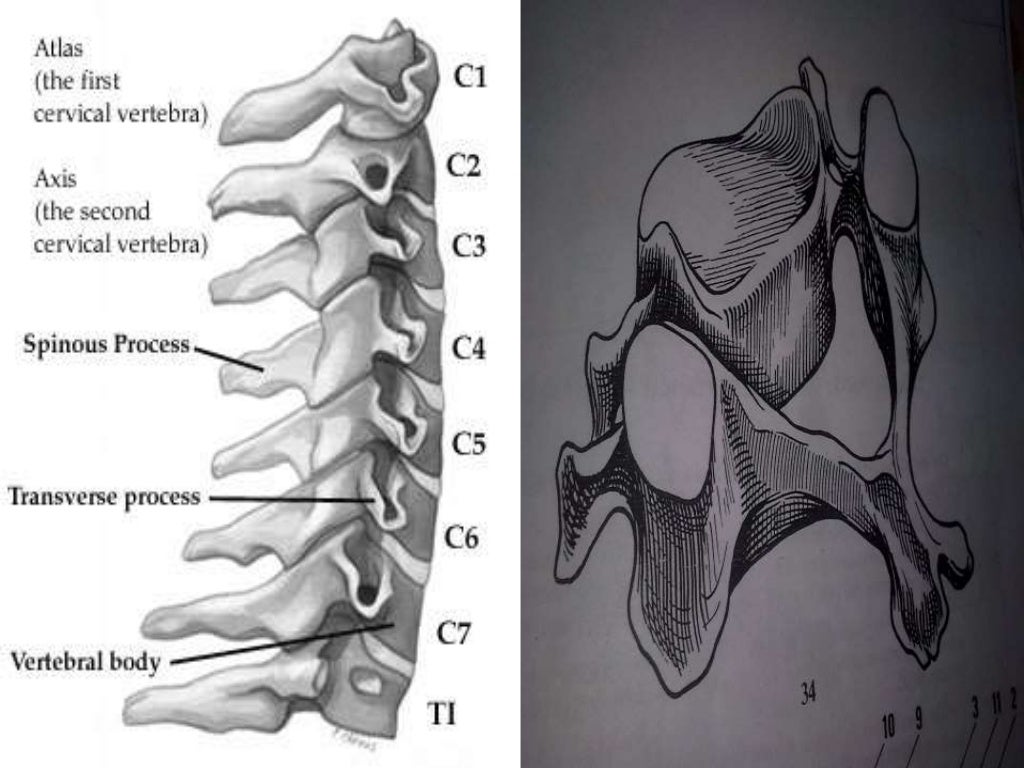 Biomechanics Of The Cervical Spine Ppt 3 