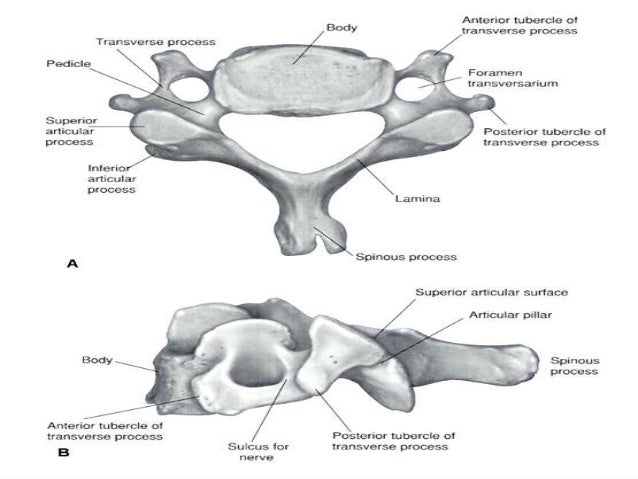 Biomechanics Of The Cervical Spine Ppt 3