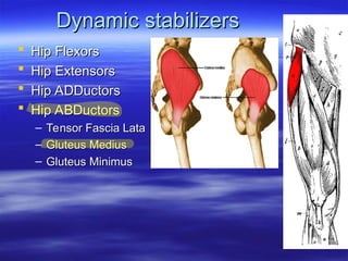 biomecanica de la articulacion de la cadera | PPT