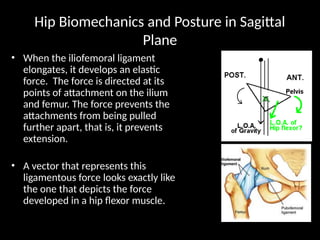 notes on BIOMECHANICS OF THE HIP JOINT.pptx