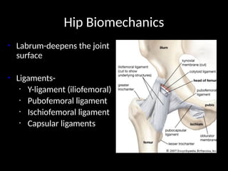 notes on BIOMECHANICS OF THE HIP JOINT.pptx
