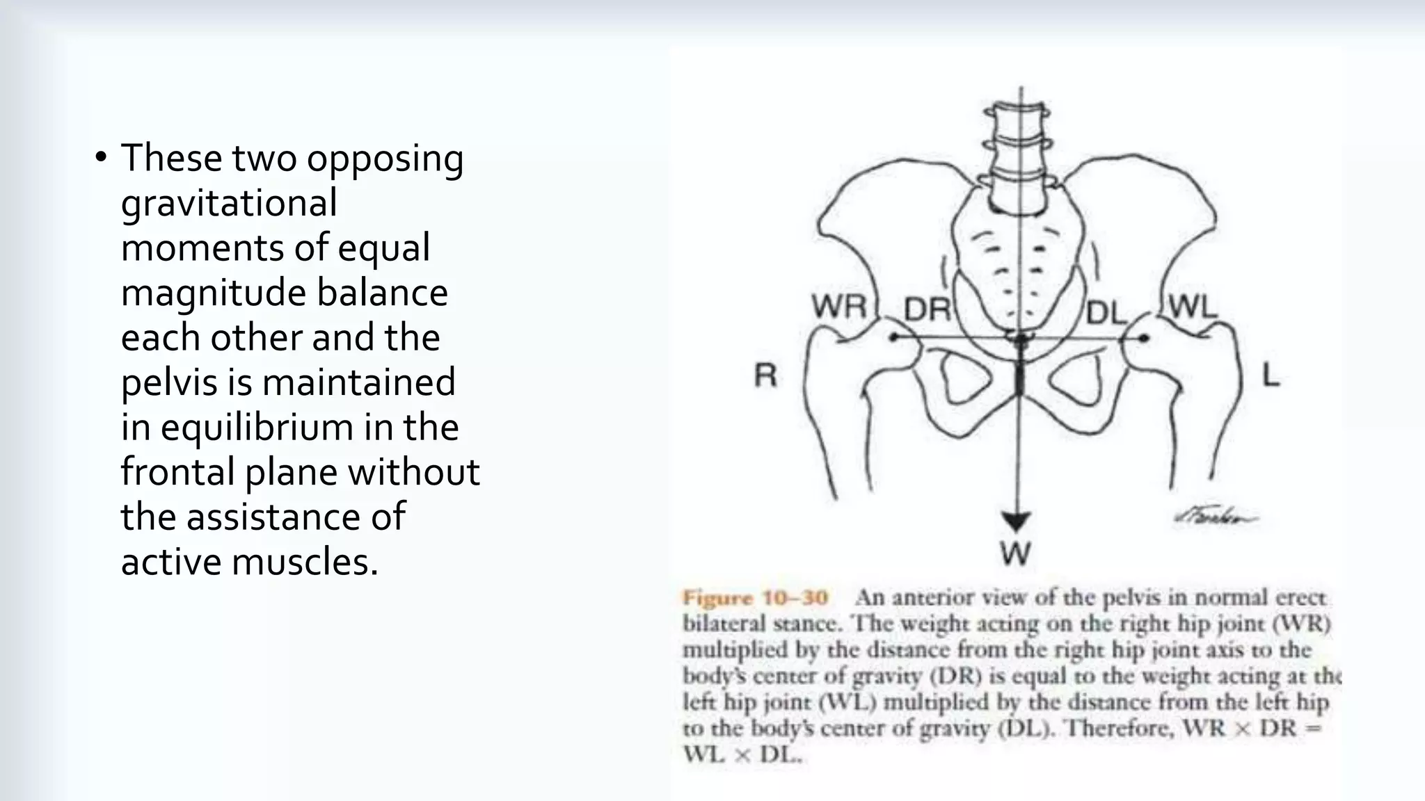 Biomechanics of the Hip Joint | PDF