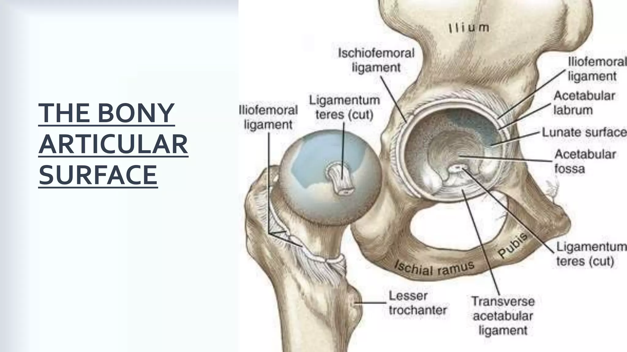 Biomechanics of the Hip Joint | PDF