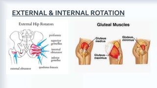 Short External Rotation Hip Biomechanics of the Hip Joint | PDF