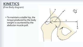 Biomechanics of the Hip Joint | PDF