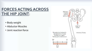 Biomechanics of the Hip Joint | PDF