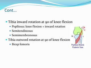 Tibia Inward Rotation Biomechanics of the knee joint | PPTX