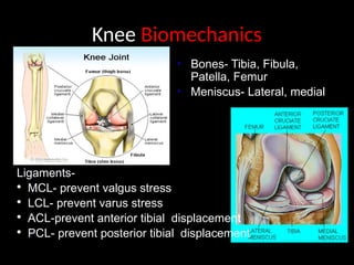 BIOMECHANICS OF THE KNEE JOINT.pptx and detailed information | PPTX
