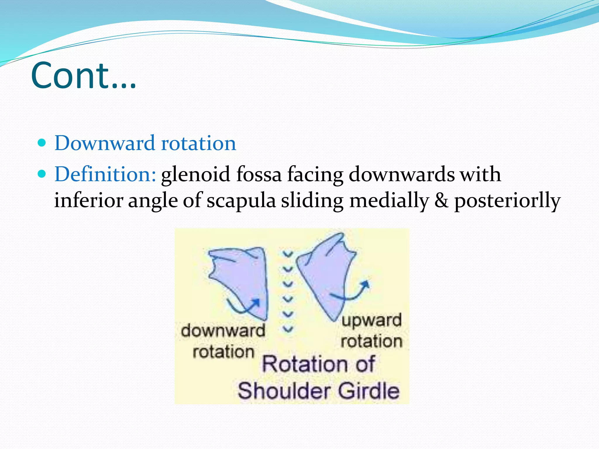 Cont…
 Downward rotation
 Definition: glenoid fossa facing downwards with
inferior angle of scapula sliding medially & posteriorlly
 