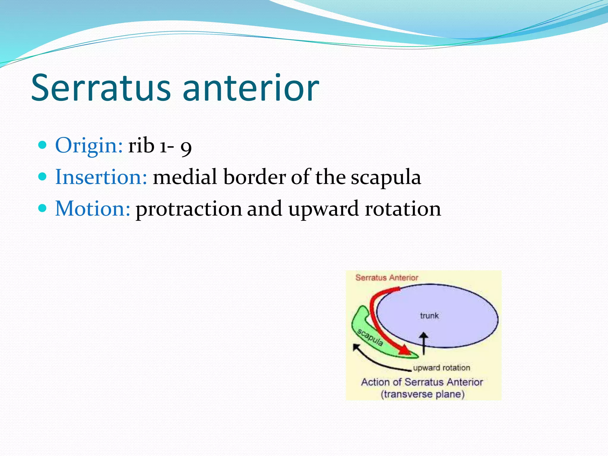 Serratus anterior
 Origin: rib 1- 9
 Insertion: medial border of the scapula
 Motion: protraction and upward rotation
 