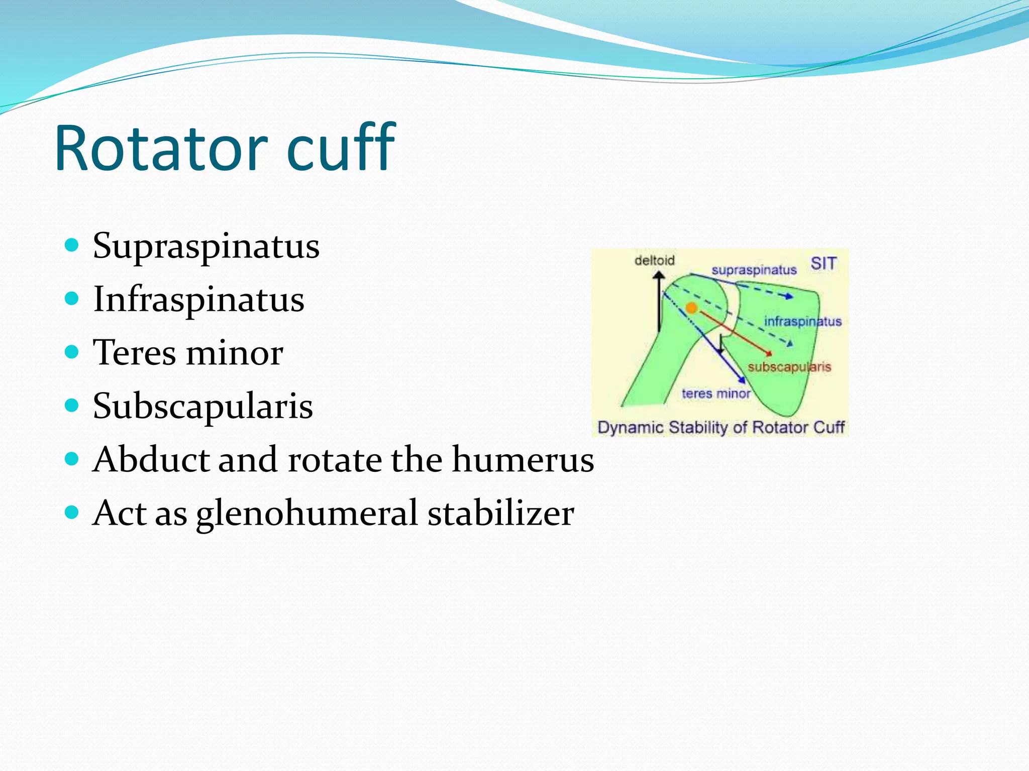 Rotator cuff
 Supraspinatus
 Infraspinatus
 Teres minor
 Subscapularis
 Abduct and rotate the humerus
 Act as glenohumeral stabilizer
 