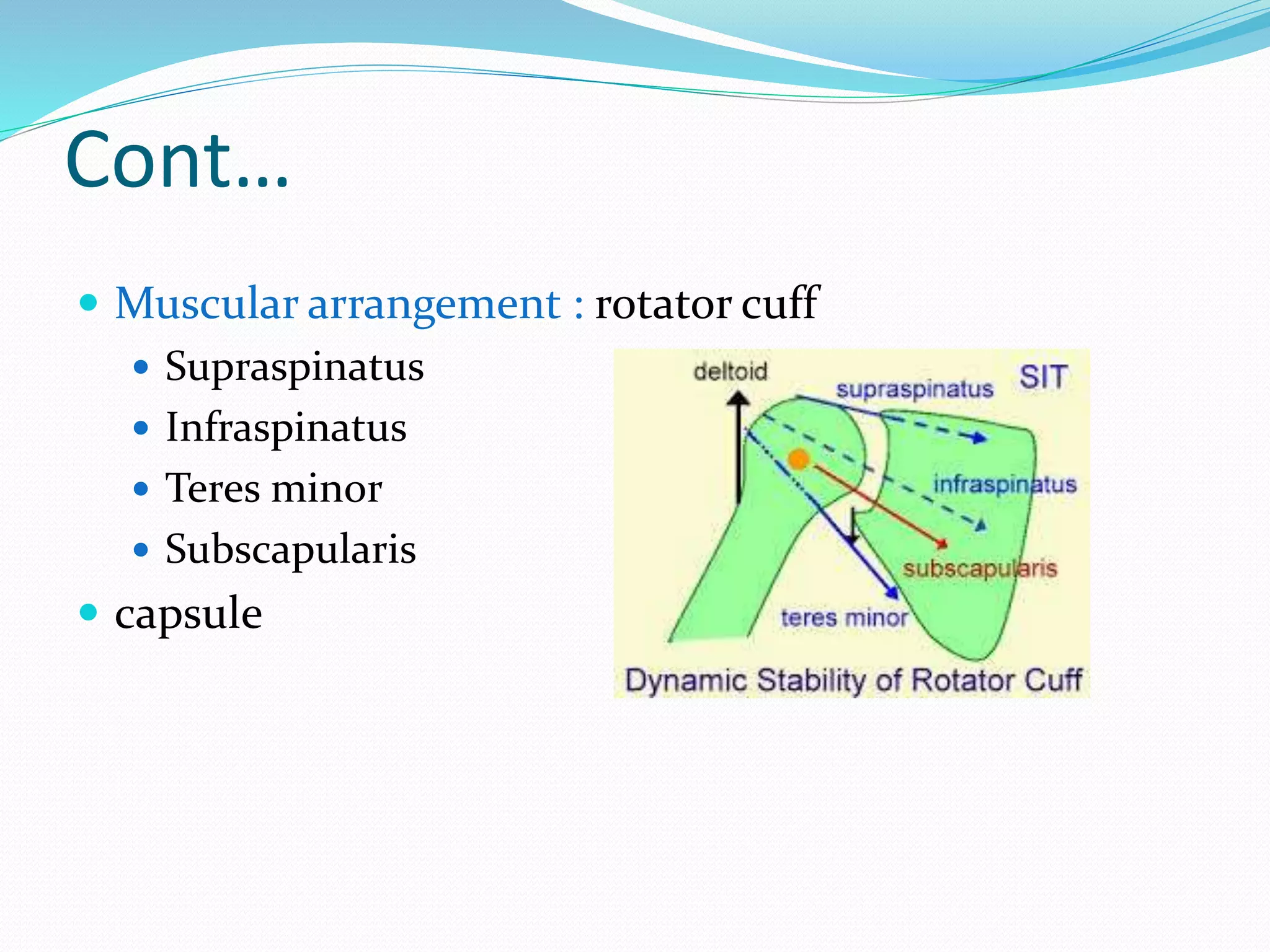 Cont…
 Muscular arrangement : rotator cuff
 Supraspinatus
 Infraspinatus
 Teres minor
 Subscapularis
 capsule
 