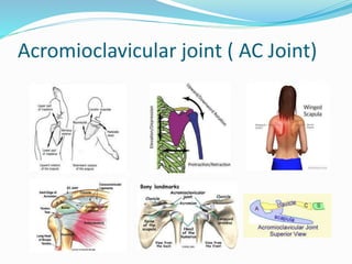 Ac Internal Rotation Biomechanics of the shoulder | PPTX