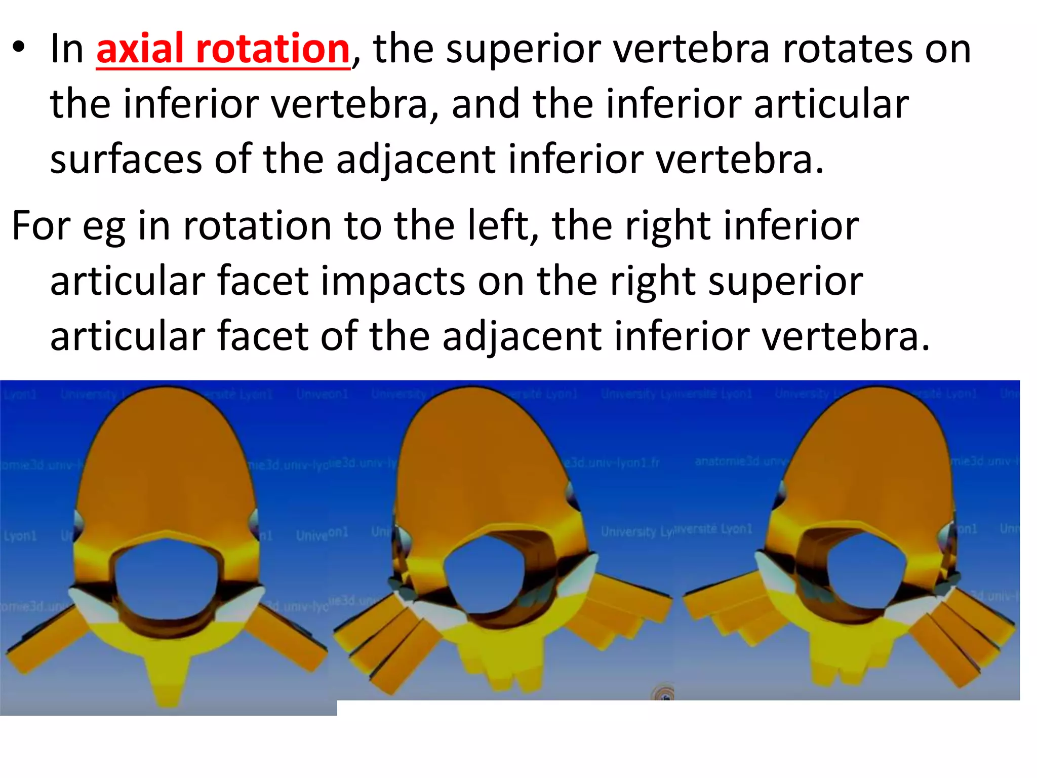 Biomechanics of thoracic spine ppt | PPT