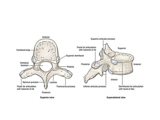 Biomechanics of thoracic spine ppt | PPT