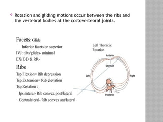 BIOMECHANICS OF THE THORACIC SPINE . pptx | PPTX | Death, Injury, or ...