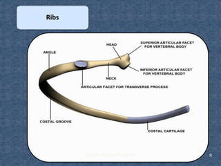 Biomechanics of thorax | PPTX