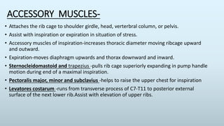 Biomechanics of thorax | PPTX