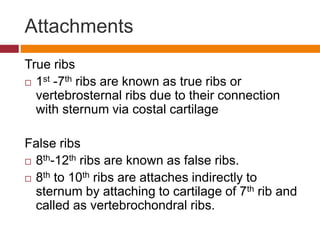 Biomechanics of Thorax.pptx