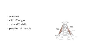 BIOMECHANICS OF THORAX.pptx thorax and chest wall | PPTX
