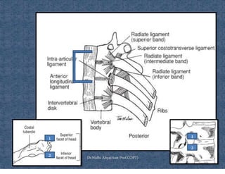 Ventilating Rib Comprehensive Overview of Rib Cage Anatomy, Kinematics, and Muscles of ...
